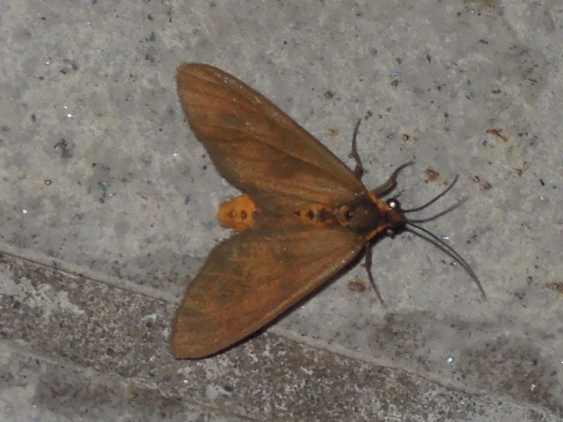 Dysauxes famula (Erebidae Arctiinae)